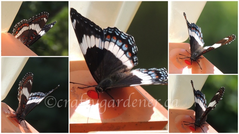 the white admiral butterfly at craftygardener.ca