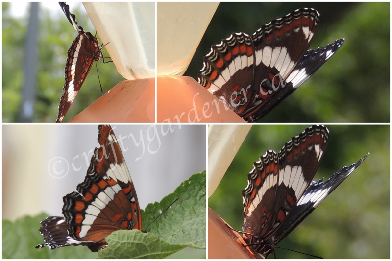 the white admiral butterfly at craftygardener.ca