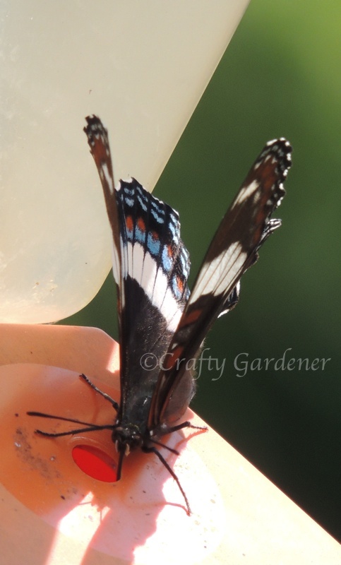 white admiral butterfly at the oriole feeder - craftygardener.ca