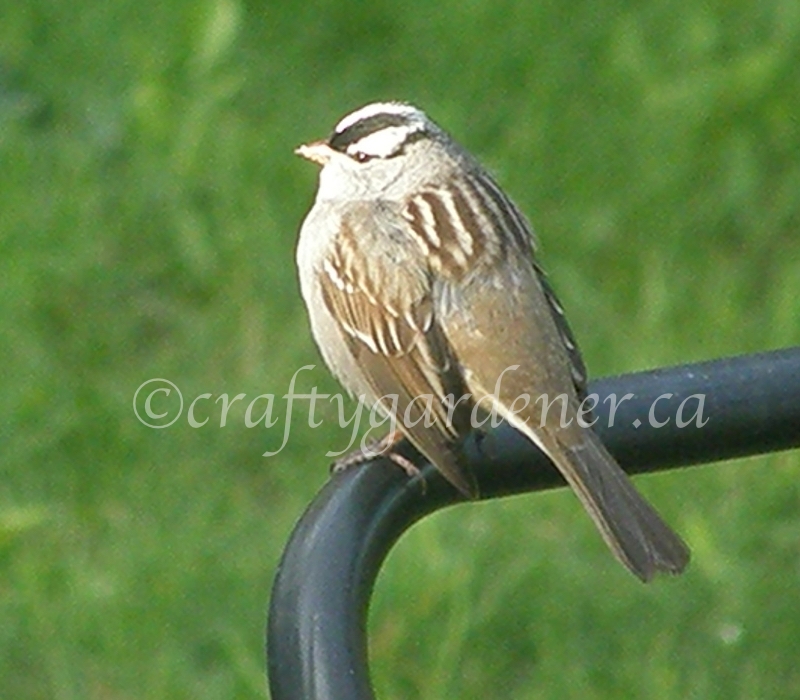 the white crowned sparrow at craftygardener.ca