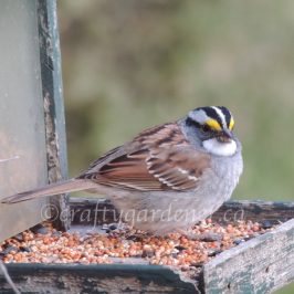 April 202, white throated sparrow at craftygardener.ca