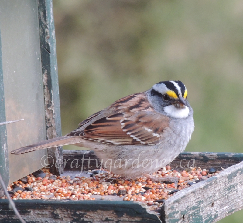 April 202, white throated sparrow at craftygardener.ca
