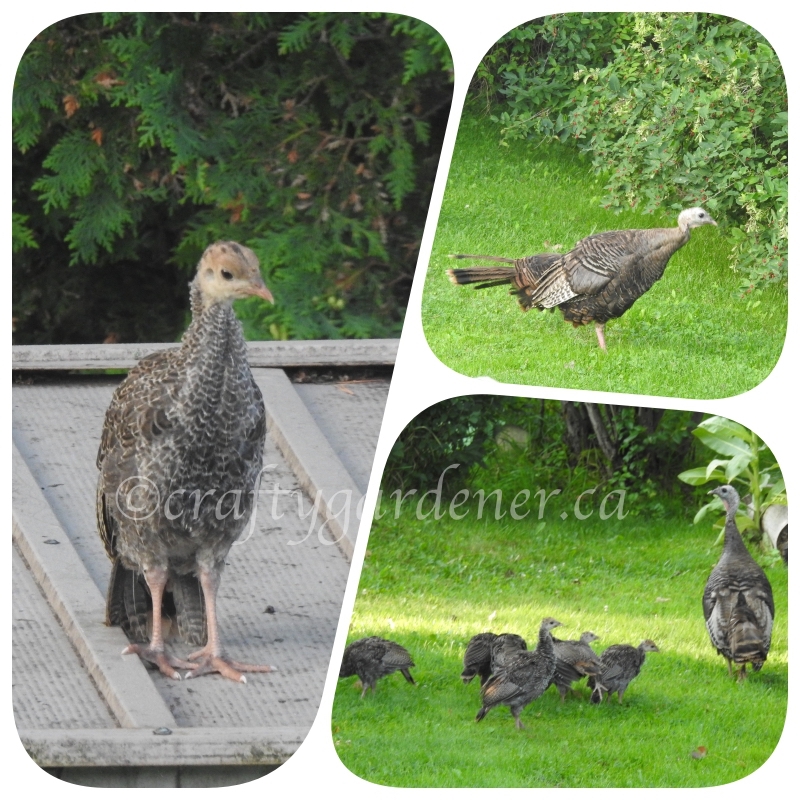 wild turkeys in the garden at craftygardener.ca